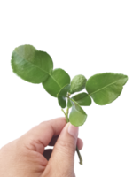 Hand holding Fresh Green Kaffir Lime Leaves transparent background png