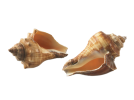 Empty seashell, transparent background png