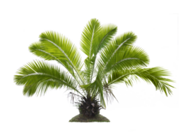 arbre, transparent Contexte png