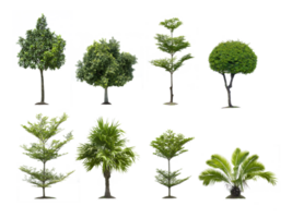 arbre, transparent Contexte png