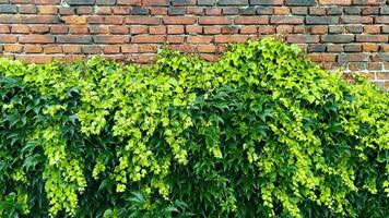 Green leaves background and brick wall. Ornamental plant in the garden. Eco Wall video