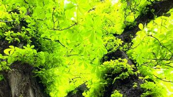 grön lövverk av en kastanj träd genom som de Sol strålar ha sönder genom video