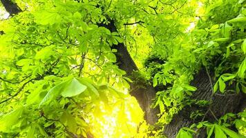 Grün Laub von ein Kastanie Baum durch welche das Sonne Strahlen brechen durch video