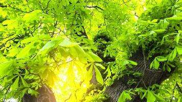 Green foliage of a chestnut tree through which the sun rays break through video