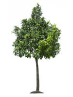 albero, trasparente sfondo png