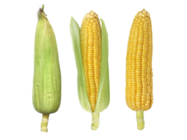 Corn, transparent background png