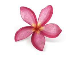 Frangipani flowers with leaves transparent background png