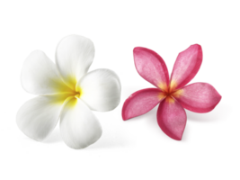 Frangipani flowers with leaves transparent background png