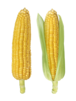 Corn, transparent background png