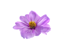 fleur, transparent Contexte png