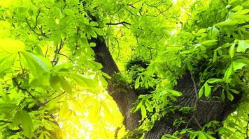 Green foliage of a chestnut tree through which the sun rays break through video