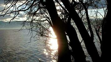 puesta de sol espumoso en lago detrás árbol, silueta ver video