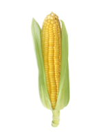 Corn, transparent background png