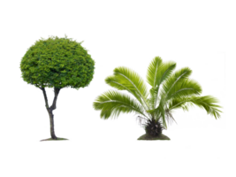 Baum, transparent Hintergrund png