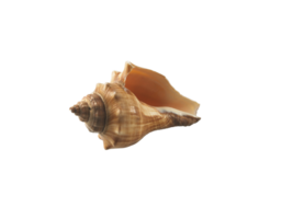 Empty seashell, transparent background png