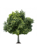 arbre, transparent Contexte png