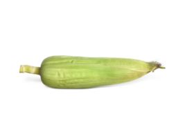 Corn, transparent background png