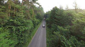 Road through the forest - aerial survey video