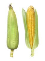 Corn, transparent background png