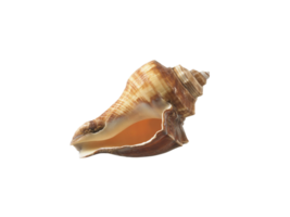 vide coquillage, transparent Contexte png