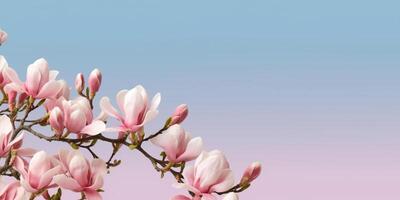 Magnolia nature pink flower for natural ingredient skin care cosmetic, copy space background, Generative AI photo