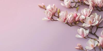 Magnolia nature pink flower for natural ingredient skin care cosmetic, copy space background, Generative AI photo