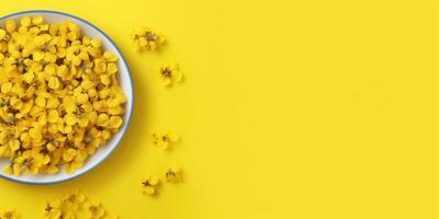 Canola flower oraganic for skin care ingredient, copy space background, photo