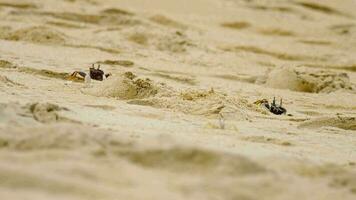 mörk krabbor dölja sig på de vit sand av en tropisk ö i thailand. stänga upp skott av små krabbor i phuket. tropisk ö natur video