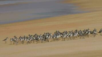 Flock of Greater sand plover Charadrius leschenaultii on Mai Khao beach, Phuket, Yhailand video