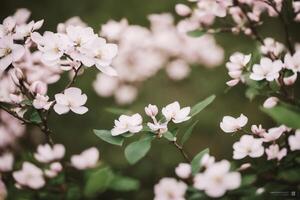 Impression of Vibrant Spring Blossom Texture . . photo