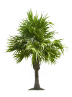 träd, transparent bakgrund png