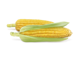 Corn, transparent background png