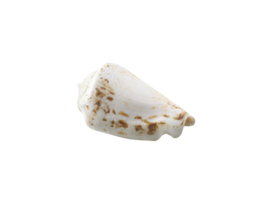 vide coquillage, transparent Contexte png