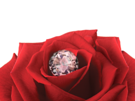 Diamond on a Rose Flower, transparent background png