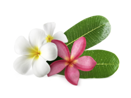 Frangipani flowers with leaves transparent background png