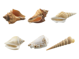 Empty seashell, transparent background png