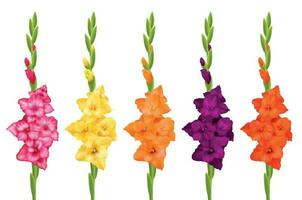 Gladiolus Realistic Set vector