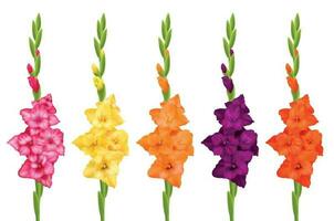 Gladiolus Realistic Set vector