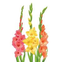 Realistic Gladiolus Flowers vector