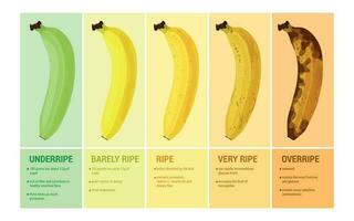 Banana Ripeness Compositions Set vector