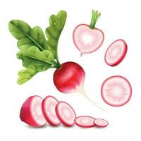 Radish Slices Realistic Set vector