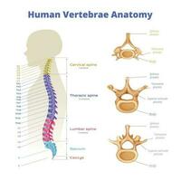 Human Vertebrae Anatomy Infographics vector