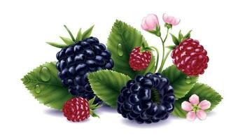 Blackberry Realistic Composition vector