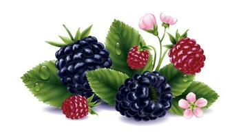 Blackberry Realistic Composition vector