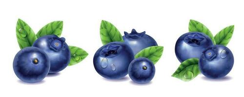 Blueberry Compositions Set vector