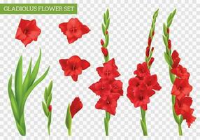 FK RADNIČKI GLADIOLUS Tornjoš Logo PNG Vector (AI) Free Download