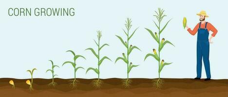 Corn Growing Stages Composition vector