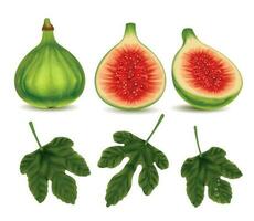 Green Fig Realistic Set vector