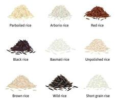 arroz tipos plano conjunto vector
