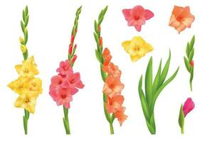 Gladiolus Realistic Set vector